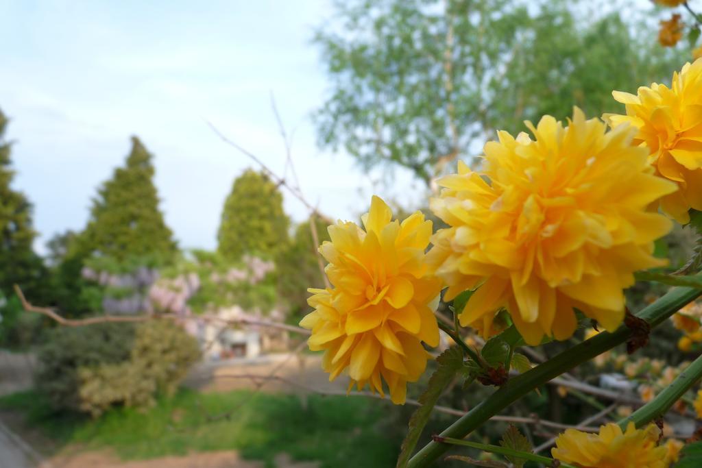 B&B Casa Sul Lago - Appartamenti 칼세라니카알라고 외부 사진